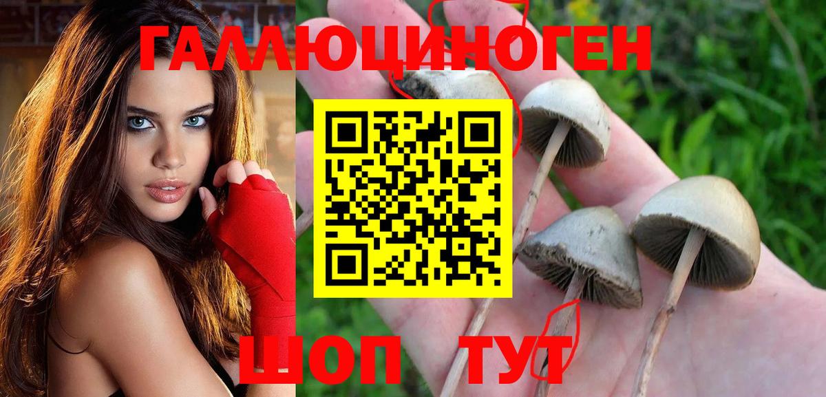 Галлюциногенные грибы Cubensis  Вход с VPN  Черняховск 
